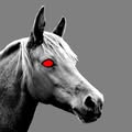 Appaloosa