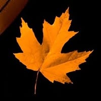 Classic Lightfoot Live - a GORDON LIGHTFOOT TRIBUTE