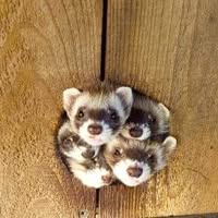 Polecat
