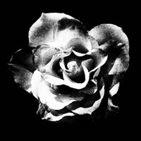 Bastion Rose