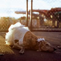 Greyhound