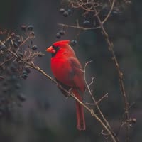 Red Cardinal