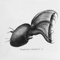 Yellowbelly