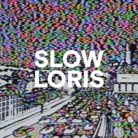 Slow Loris