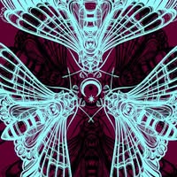 Velvet Moth