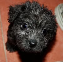Dolly