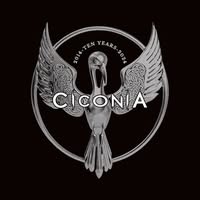 Ciconia