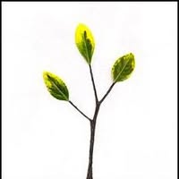 Sapling