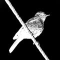 Bird On The Wire